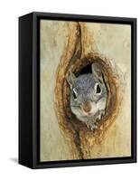 Grey Squirrel in Sycamore Tree Hole, Madera Canyon, Arizona, USA-Rolf Nussbaumer-Framed Stretched Canvas