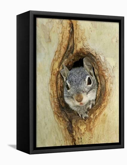 Grey Squirrel in Sycamore Tree Hole, Madera Canyon, Arizona, USA-Rolf Nussbaumer-Framed Stretched Canvas