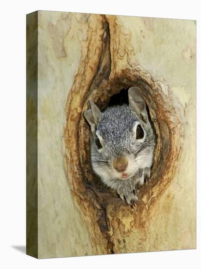 Grey Squirrel in Sycamore Tree Hole, Madera Canyon, Arizona, USA-Rolf Nussbaumer-Stretched Canvas