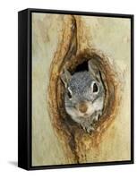 Grey Squirrel in Sycamore Tree Hole, Madera Canyon, Arizona, USA-Rolf Nussbaumer-Framed Stretched Canvas