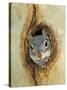 Grey Squirrel in Sycamore Tree Hole, Madera Canyon, Arizona, USA-Rolf Nussbaumer-Stretched Canvas