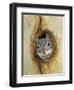 Grey Squirrel in Sycamore Tree Hole, Madera Canyon, Arizona, USA-Rolf Nussbaumer-Framed Premium Photographic Print