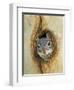 Grey Squirrel in Sycamore Tree Hole, Madera Canyon, Arizona, USA-Rolf Nussbaumer-Framed Premium Photographic Print