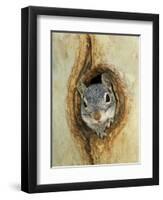 Grey Squirrel in Sycamore Tree Hole, Madera Canyon, Arizona, USA-Rolf Nussbaumer-Framed Photographic Print