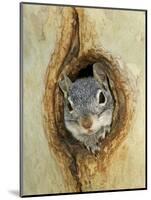 Grey Squirrel in Sycamore Tree Hole, Madera Canyon, Arizona, USA-Rolf Nussbaumer-Mounted Photographic Print