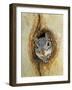 Grey Squirrel in Sycamore Tree Hole, Madera Canyon, Arizona, USA-Rolf Nussbaumer-Framed Photographic Print