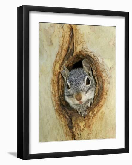 Grey Squirrel in Sycamore Tree Hole, Madera Canyon, Arizona, USA-Rolf Nussbaumer-Framed Photographic Print