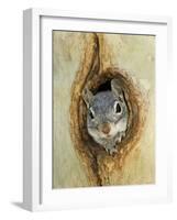 Grey Squirrel in Sycamore Tree Hole, Madera Canyon, Arizona, USA-Rolf Nussbaumer-Framed Photographic Print