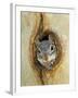 Grey Squirrel in Sycamore Tree Hole, Madera Canyon, Arizona, USA-Rolf Nussbaumer-Framed Photographic Print