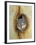 Grey Squirrel in Sycamore Tree Hole, Madera Canyon, Arizona, USA-Rolf Nussbaumer-Framed Photographic Print