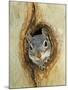 Grey Squirrel in Sycamore Tree Hole, Madera Canyon, Arizona, USA-Rolf Nussbaumer-Mounted Photographic Print