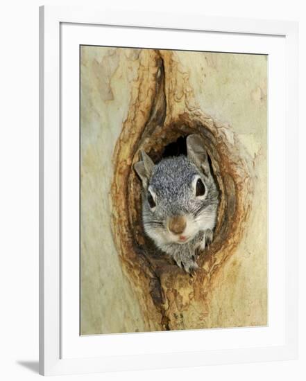 Grey Squirrel in Sycamore Tree Hole, Madera Canyon, Arizona, USA-Rolf Nussbaumer-Framed Photographic Print