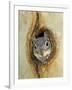 Grey Squirrel in Sycamore Tree Hole, Madera Canyon, Arizona, USA-Rolf Nussbaumer-Framed Photographic Print