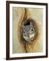 Grey Squirrel in Sycamore Tree Hole, Madera Canyon, Arizona, USA-Rolf Nussbaumer-Framed Photographic Print