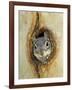 Grey Squirrel in Sycamore Tree Hole, Madera Canyon, Arizona, USA-Rolf Nussbaumer-Framed Photographic Print