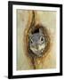 Grey Squirrel in Sycamore Tree Hole, Madera Canyon, Arizona, USA-Rolf Nussbaumer-Framed Photographic Print