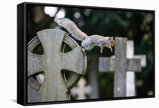 Grey squirrel jumping between gravestones, UK-John Waters-Framed Stretched Canvas