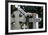 Grey squirrel jumping between gravestones, UK-John Waters-Framed Photographic Print