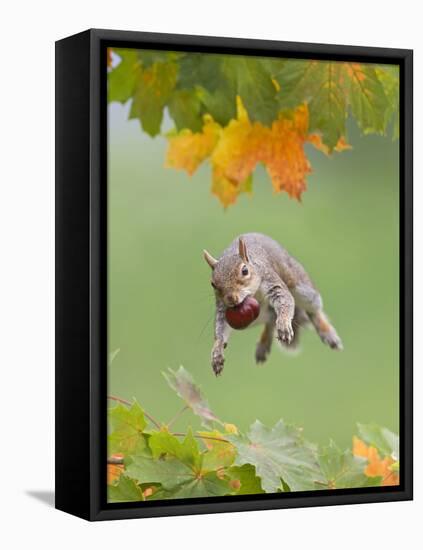 Grey Squirrel Jumping in Mid-Air with Nut in Mouth-null-Framed Stretched Canvas