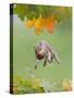 Grey Squirrel Jumping in Mid-Air with Nut in Mouth-null-Stretched Canvas