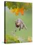 Grey Squirrel Jumping in Mid-Air with Nut in Mouth-null-Stretched Canvas