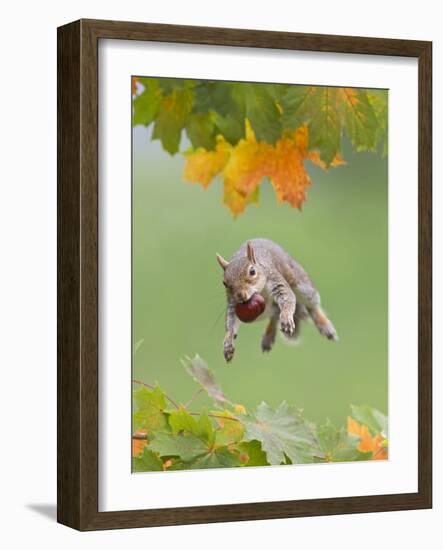 Grey Squirrel Jumping in Mid-Air with Nut in Mouth-null-Framed Photographic Print