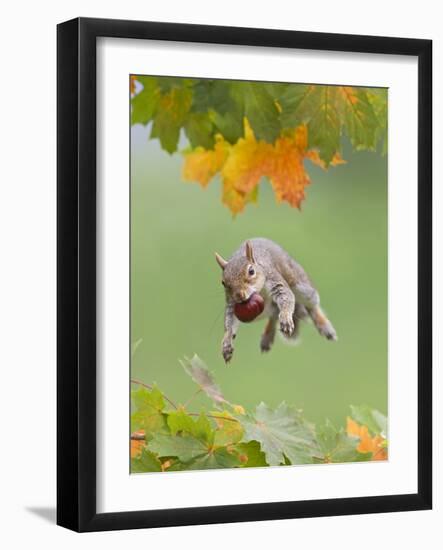 Grey Squirrel Jumping in Mid-Air with Nut in Mouth-null-Framed Photographic Print