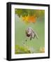 Grey Squirrel Jumping in Mid-Air with Nut in Mouth-null-Framed Photographic Print