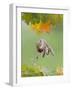 Grey Squirrel Jumping in Mid-Air with Nut in Mouth-null-Framed Photographic Print