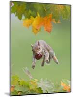 Grey Squirrel Jumping in Mid-Air with Nut in Mouth-null-Mounted Photographic Print