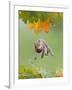 Grey Squirrel Jumping in Mid-Air with Nut in Mouth-null-Framed Photographic Print