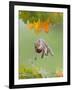 Grey Squirrel Jumping in Mid-Air with Nut in Mouth-null-Framed Photographic Print