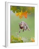 Grey Squirrel Jumping in Mid-Air with Nut in Mouth-null-Framed Photographic Print