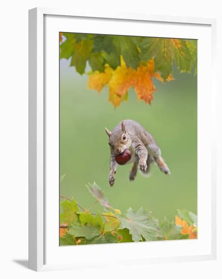 Grey Squirrel Jumping in Mid-Air with Nut in Mouth-null-Framed Photographic Print