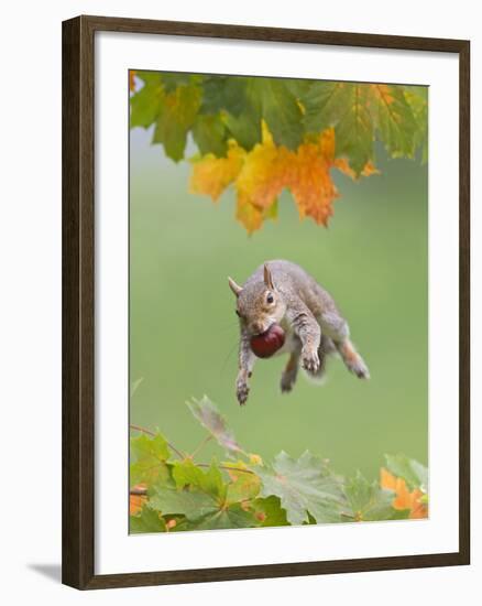Grey Squirrel Jumping in Mid-Air with Nut in Mouth-null-Framed Photographic Print