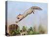 Grey Squirrel Jumping to Gate Post with Nut in Mouth-null-Stretched Canvas