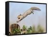Grey Squirrel Jumping to Gate Post with Nut in Mouth-null-Framed Stretched Canvas