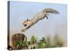 Grey Squirrel Jumping to Gate Post with Nut in Mouth-null-Stretched Canvas