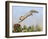 Grey Squirrel Jumping to Gate Post with Nut in Mouth-null-Framed Photographic Print