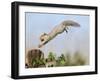 Grey Squirrel Jumping to Gate Post with Nut in Mouth-null-Framed Photographic Print