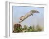 Grey Squirrel Jumping to Gate Post with Nut in Mouth-null-Framed Photographic Print