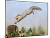 Grey Squirrel Jumping to Gate Post with Nut in Mouth-null-Mounted Photographic Print