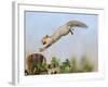 Grey Squirrel Jumping to Gate Post with Nut in Mouth-null-Framed Photographic Print