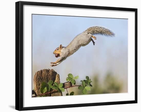 Grey Squirrel Jumping to Gate Post with Nut in Mouth-null-Framed Photographic Print