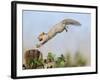Grey Squirrel Jumping to Gate Post with Nut in Mouth-null-Framed Photographic Print
