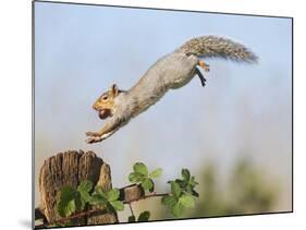 Grey Squirrel Jumping to Gate Post with Nut in Mouth-null-Mounted Photographic Print