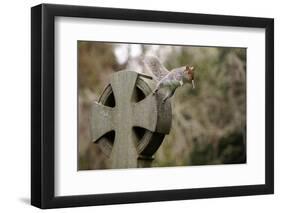 Grey squirrel leaping off a gravestone in a churchyard, UK-John Waters-Framed Photographic Print