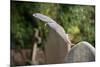 Grey squirrel leaping onto a gravestones, UK-John Waters-Mounted Photographic Print