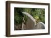 Grey squirrel leaping onto a gravestones, UK-John Waters-Framed Photographic Print