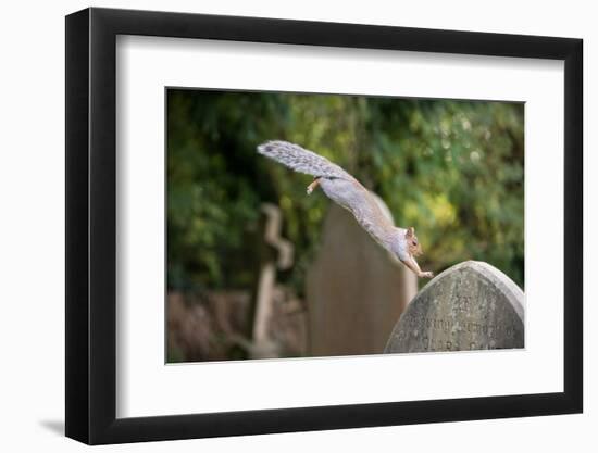 Grey squirrel leaping onto a gravestones, UK-John Waters-Framed Photographic Print